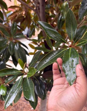 A hand is seen holding up a magnolia tree leaf that has water droplets on it.